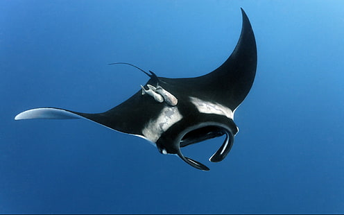 manta rays, animals, HD wallpaper HD wallpaper
