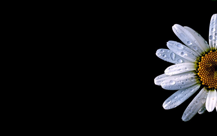 Gotas de agua sobre una margarita, flor de margarita blanca, naturaleza, flores, Fondo de pantalla HD