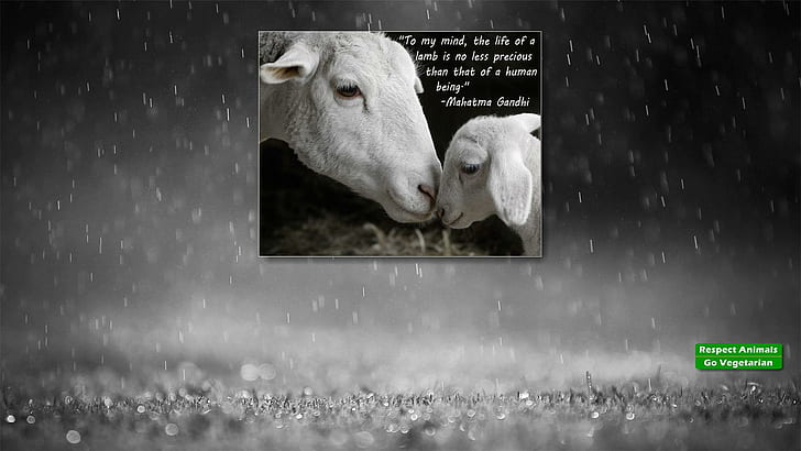 Lamb Mahatma Ghi, life, mercy, human, gandhi, compassion, lamb, quote, vegan, sheep, love, vegetarian, HD wallpaper