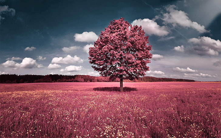 Pink Nature, pink leaf tree, Nature, Plants, HD wallpaper