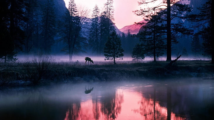животное возле деревьев и водоем обои, природа, небо, олень, животные, отражение, пейзаж, лес, туман, HD обои