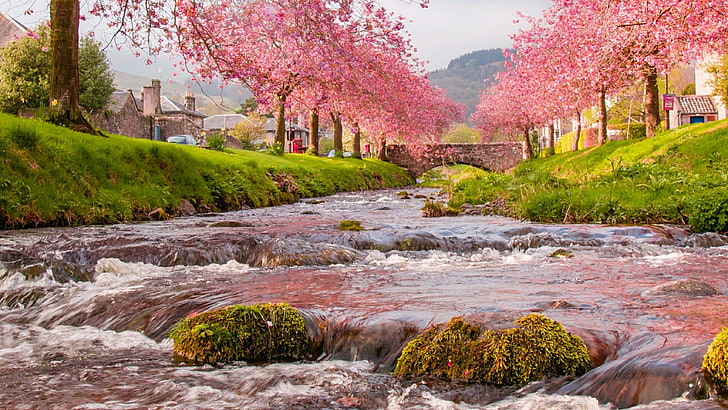 la nature, eau, sakura, végétation, rivière, banque, ruisseau, fleur de cerisier, arbre, printemps, paysage, fleur de sakura, pont, village, plante, Fond d'écran HD