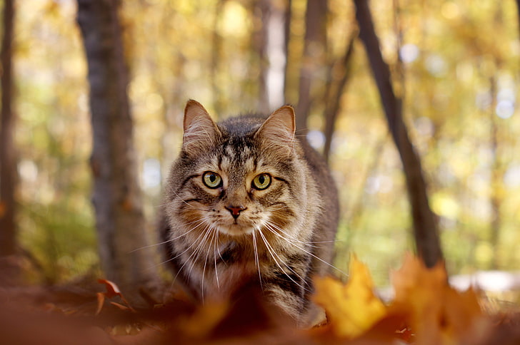 autumn, cat, look, muzzle, bokeh, Maine Coon, HD wallpaper