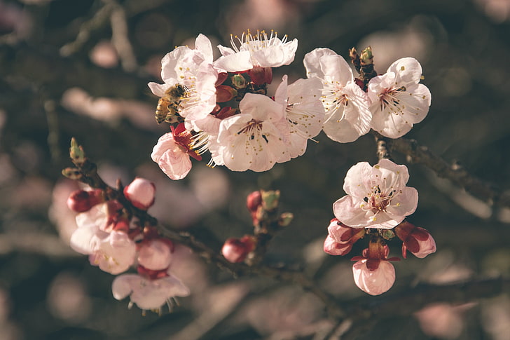fleurs pétales blanches, fleurs, fleur, abeille, pollinisation, printemps, Fond d'écran HD