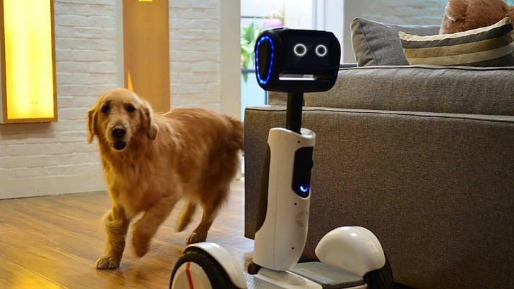 long-coated brown dog near brown fabric sofa, Hoverboard Butler, CES 2016, Intel, HD wallpaper