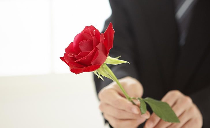 красная роза, роза, цветок, мужчина, руки, сюрприз, HD обои