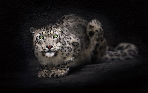 macan tutul abu-abu dan hitam, hewan, macan tutul, kucing besar, Wallpaper HD HD wallpaper