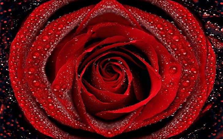 Fiori Rose Gocce d'acqua Rosso Alta qualità, fiori, gocce, alta qualità, rosa, acqua, Sfondo HD