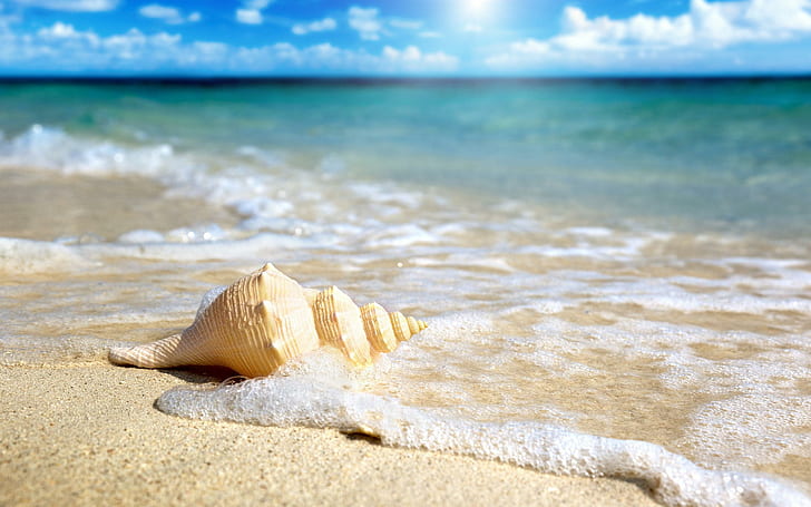 Beach Shell, beach, nature, shell, HD wallpaper