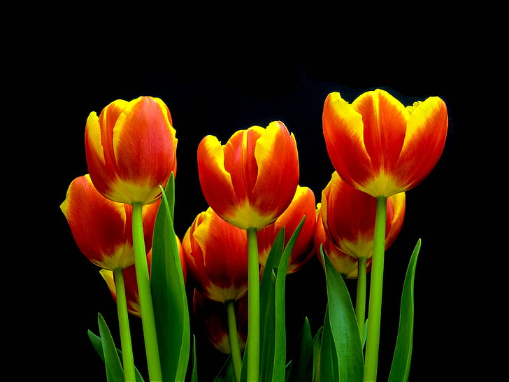 Tulipanes amarillos HD fondos de pantalla descarga gratuita |  Wallpaperbetter