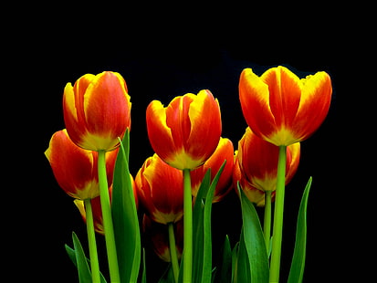 red-and-yellow half bloom tulip bouquet flower, tulips, tulips, Tulips, red, yellow, bloom, tulip, bouquet, flower, plants, hdr, artistic, vivid, striking, nature, springtime, plant, freshness, season, beauty In Nature, petal, multi Colored, flower Head, vibrant Color, HD wallpaper HD wallpaper