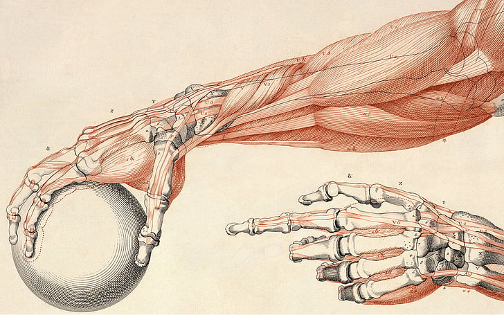 العضلات والعظام البشرية التوضيح ، العلم ، العظام ، الكرة، خلفية HD