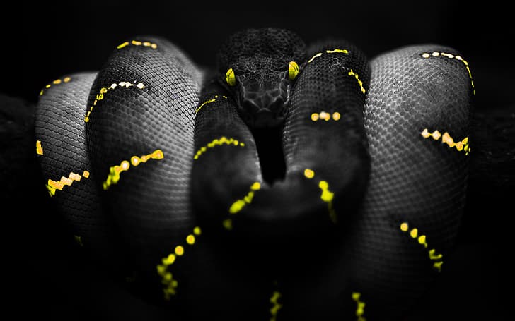 snake, selective coloring, Boa constrictor, yellow, yellow eyes, HD wallpaper
