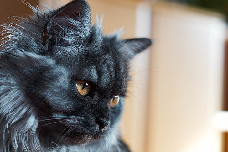 black and gray cat, cat, muzzle, fluffy, HD wallpaper