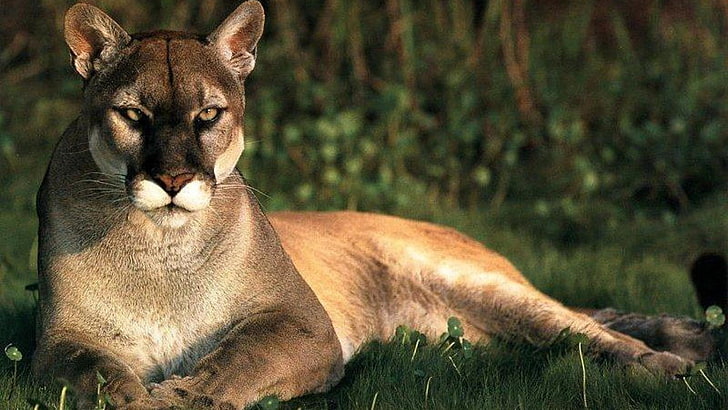 Katzen-Fotografie, Tiere, Puma, Tierwelt, große katzen, natur, Säugetiere, HD-Hintergrundbild
