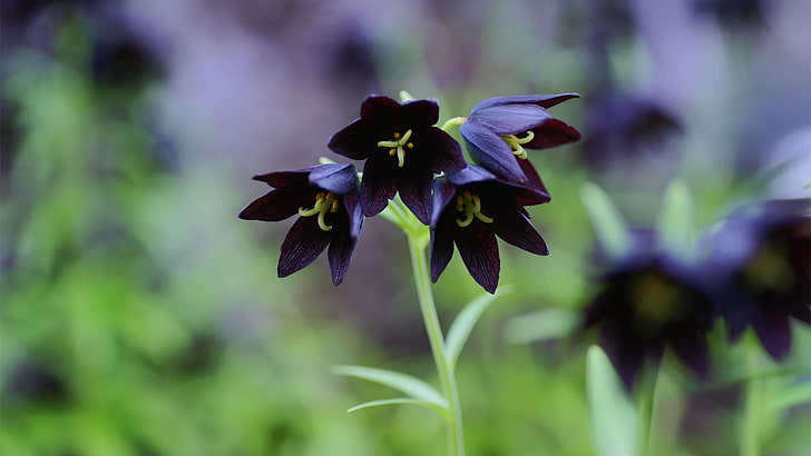 bellflowers, black flower, garden, black bells, photo, HD wallpaper