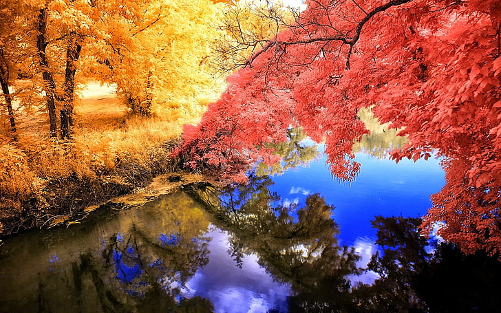 gul lönnträd, natur, landskap, falla, färgglada, gräs, träd, sjö, reflektion, lugn, vatten, gul, blå, rosa, HD tapet