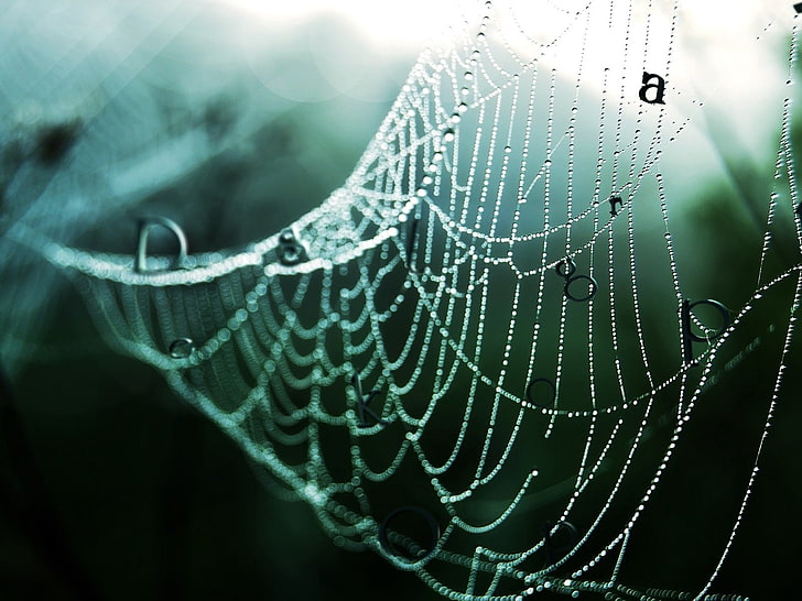 spiderweb illustration, cobweb, metal, drops, dew, evening, HD wallpaper