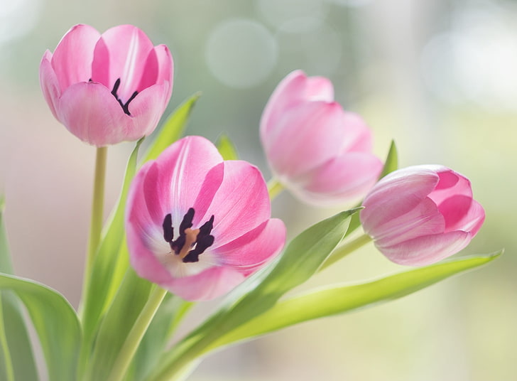Happy Easter 2017, Holidays, Easter, Tulips, Spring, Four, Pink, Flowers, Plant, Germany, Season, Europe, bokeh, indoor, HD wallpaper