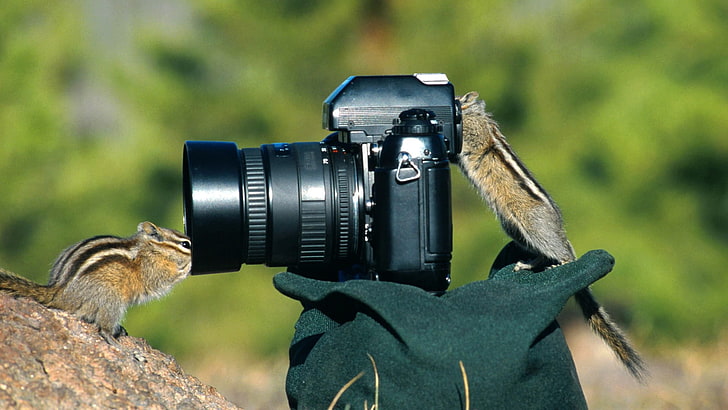 tilt shift photo of DSLR camera, camera, chipmunks, photography, squirrel, animals, nature, HD wallpaper