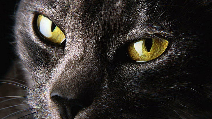 閉じる自然目猫動物黄色高解像度写真、猫、動物、閉じる、目、高、自然、写真、解像度、黄色、 HDデスクトップの壁紙