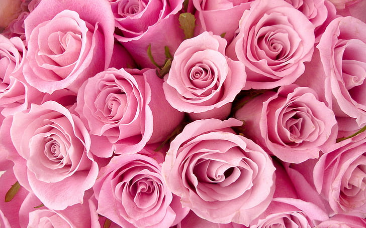 الورود الوردية الخاصة والوردي والورود خاصة، خلفية HD