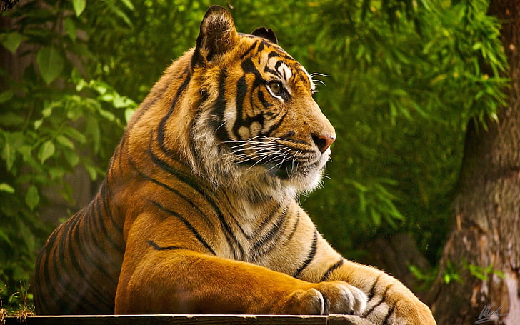brown and black tiger, tiger, animals, HD wallpaper