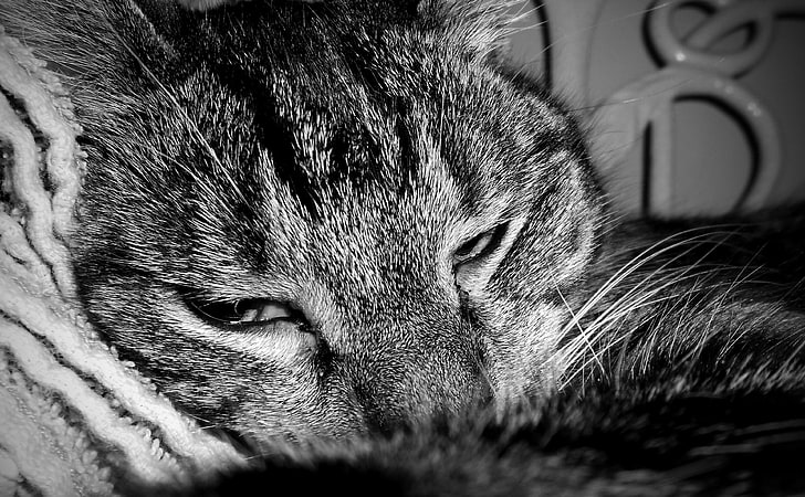Sleepy Cat, gray cat, Black and White, cat, cute, pet, animals, HD wallpaper