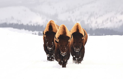 nature, winter, snow, bison, animals, white, wildlife, horns, HD wallpaper HD wallpaper