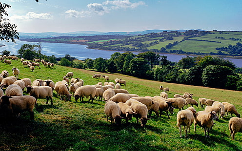 Fondo de pantalla de Grassland sheep-Animal World, rebaño de ovejas blancas, Fondo de pantalla HD HD wallpaper