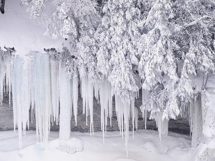눈, 겨울, 소나무, HD 배경 화면