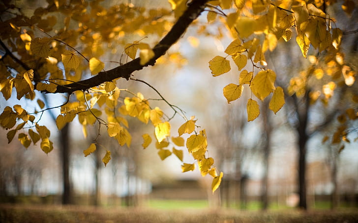 Alberi, foglie gialle, autunno, sfocatura, natura, alberi, giallo, foglie, autunno, sfocatura, natura, Sfondo HD