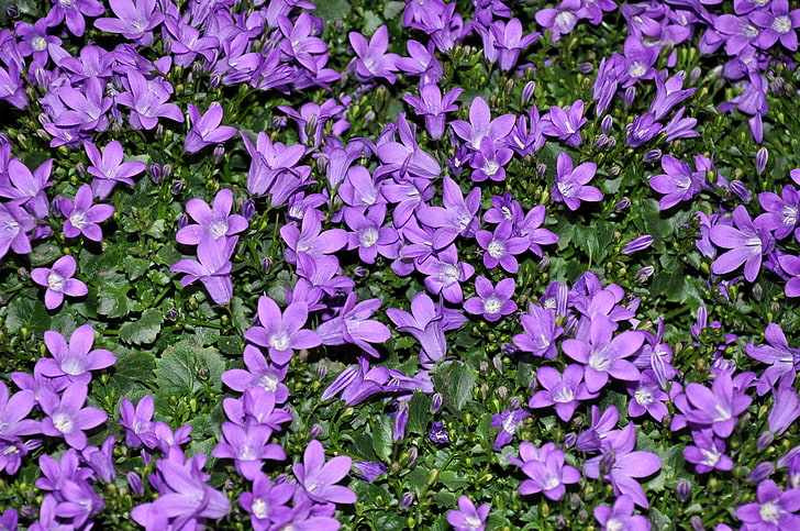 花、ベルフラワー、花、自然、紫色の花、 HDデスクトップの壁紙