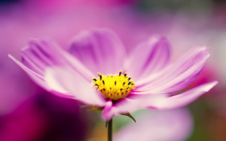 보라색 꽃 매크로 식물 HD 사진 배경 화면, 핑크 코스모스 꽃, HD 배경 화면