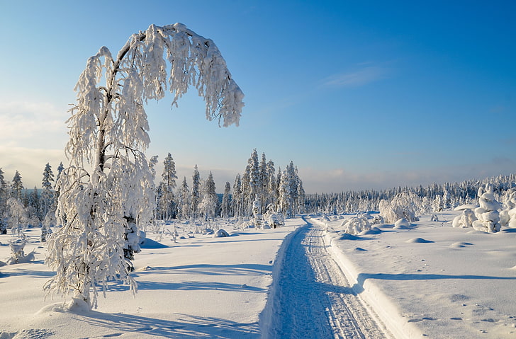 árbol cubierto de nieve, paisaje, invierno, nieve, naturaleza, árboles, Fondo de pantalla HD
