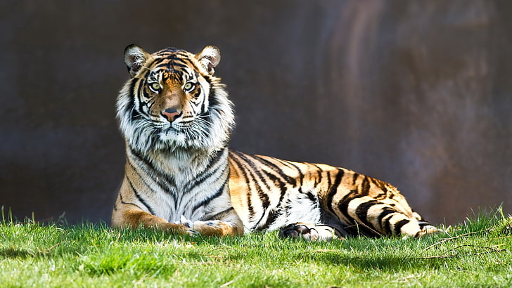 tigre de alta calidad, Fondo de pantalla HD