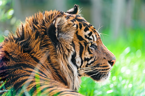 Tygrys leżący na trawie, tygrys sumatrzański, tygrys sumatrzański, profil, samiec, tygrys sumatrzański, tygrys Tygrys, trawa, dziki kot, portret, twarz, piękny, amnéville, zoo, francja, nikon d700, zwierzę, tygrys, dzikie zwierzęta, mięsożerne, natura, nieudomowiony kot, ssak, w paski, koci, zwierzęta na wolności, duży kot, tygrys bengalski, duży, niebezpieczeństwo, zagrożone gatunki, Tapety HD HD wallpaper