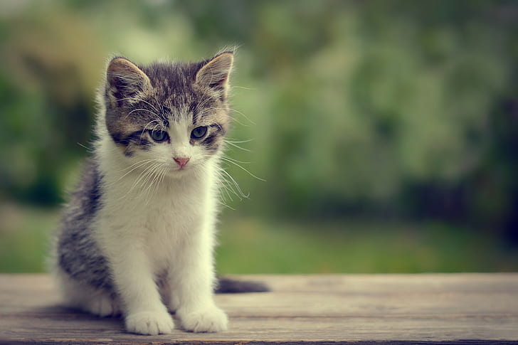 Yavru kedi gözleri, beyaz ve gri kedi yavrusu, yavru kedi, gözler, namlu, bokeh, HD masaüstü duvar kağıdı