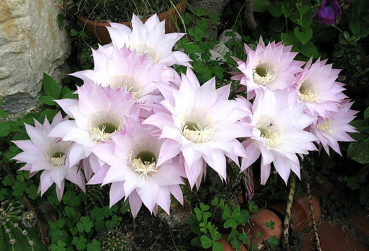 kwiaty różowo-fioletowe, kaktusy, kwitnące, rabata, ogród, Tapety HD