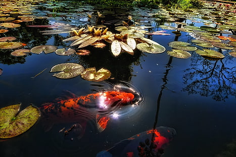 red and black koi fishes, fish, lake, pond, sunlight, leaf, lily, reflection, HD wallpaper HD wallpaper