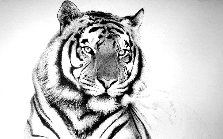 leopard, lion, tiger, white tiger, HD wallpaper