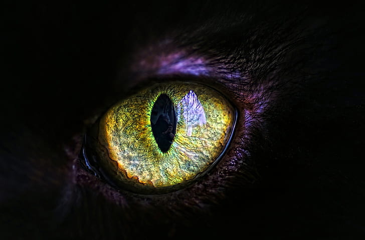 cat, eyes, the pupil, HD wallpaper