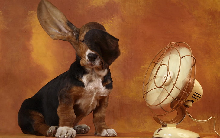 basset hound noir et beige, chien, oreilles, ventilateur, vent, chaleur, Fond d'écran HD