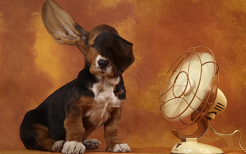 basset hound preto e castanho, cão, orelhas, ventilador, vento, calor, HD papel de parede HD wallpaper