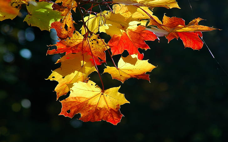 Fogli di autunno variopinti, priorità bassa, paesaggio, natura, Sfondo HD