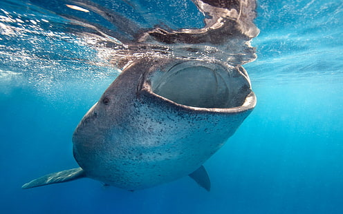 الحيوانات ، قرش الحوت ، الأسماك ، تحت الماء ، الحياة البحرية، خلفية HD HD wallpaper