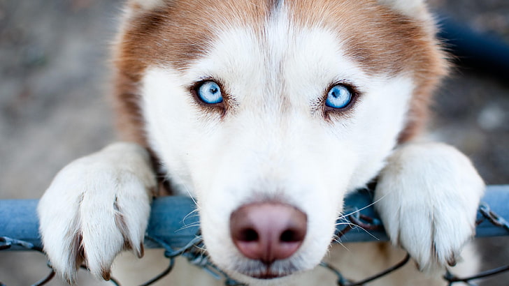 хъски, сини очи, сладко, кученце, куче, HD тапет