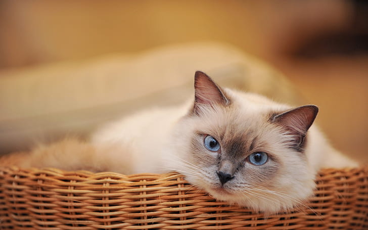 cat, basket, look, lying, sadness, HD wallpaper