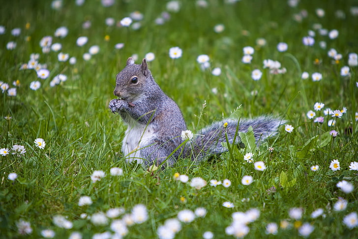 gray squirrel, squirrel, animal, grass, walking, HD wallpaper