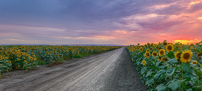 timelapse photography of gray road between sunflower field under gray clouds, sunflower, Sunflower, Fields, timelapse photography, gray, road, Blue  California, Cloud, Clouds, Dirt, Field, Flower, Foliage, Green, HDR Photography, Landscape, Northern California, Outside, Purple, Red  Road, Roads, Skies, Sky, Sunflowers, Yellow, Woodland, United States, US, nature, rural Scene, agriculture, summer, farm, outdoors, HD wallpaper HD wallpaper